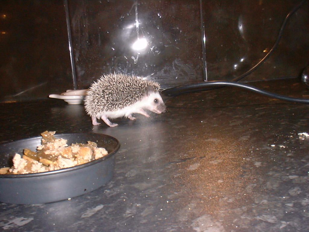 [Photo of a very young Huff the Hedgepig]