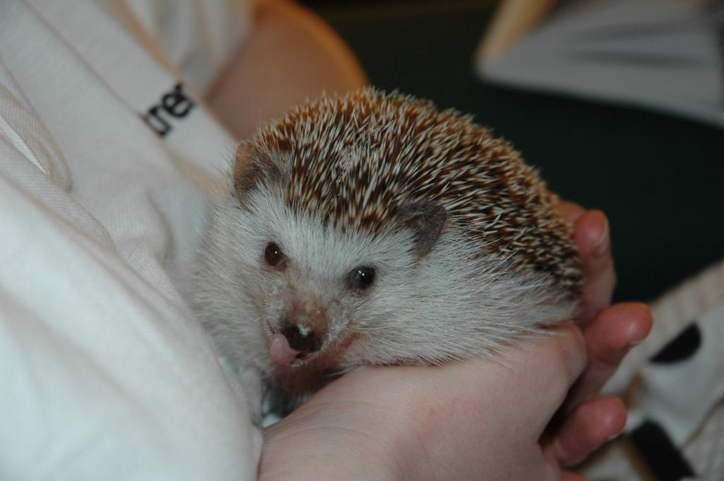 [Photo of Huff the Hedgepig]