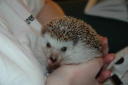 [Photo of Huff the Hedgepig]