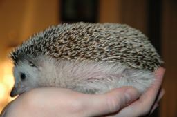 [Photo of Huff the Hedgepig]