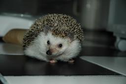 [Photo of Huff the Hedgepig]