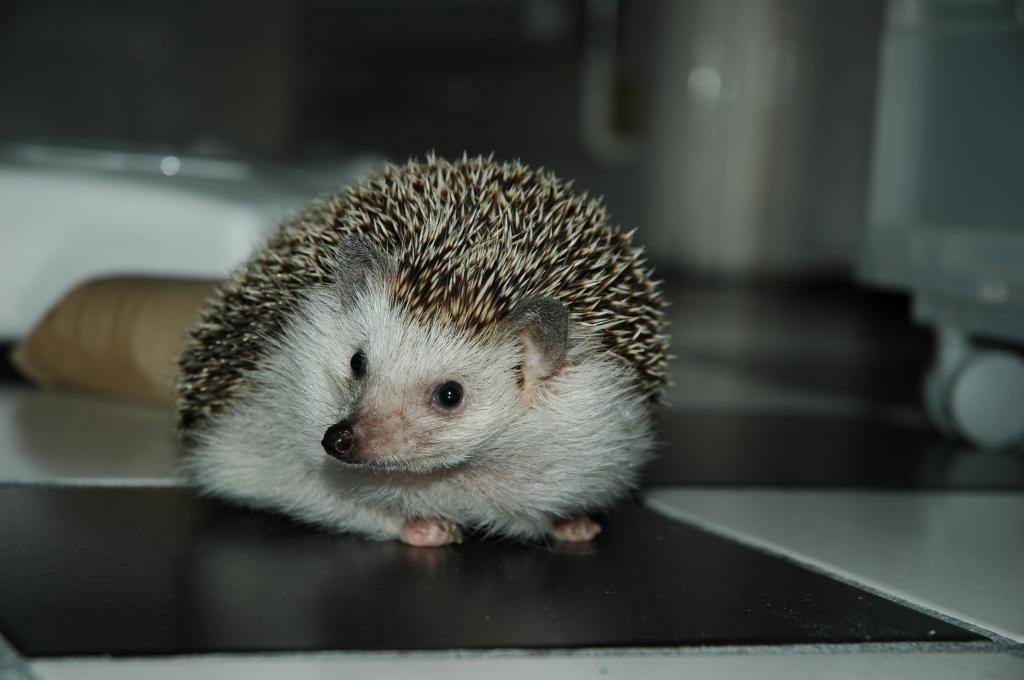 [Photo of Huff the Hedgepig]