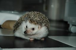 [Photo of Huff the Hedgepig]