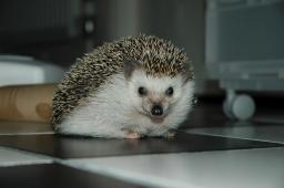 [Photo of Huff the Hedgepig]