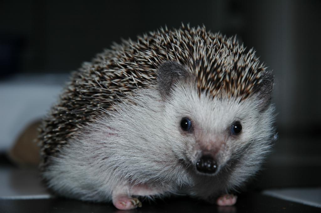 [Photo of Huff the Hedgepig]
