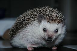 [Photo of Huff the Hedgepig]