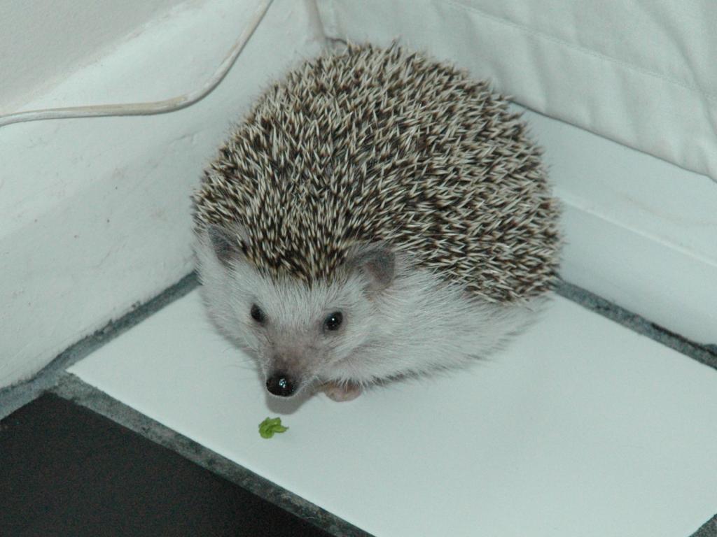 [Photo of Huff the Hedgepig]