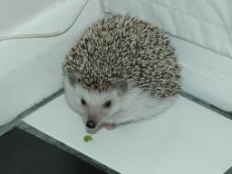 [Photo of Huff the Hedgepig]