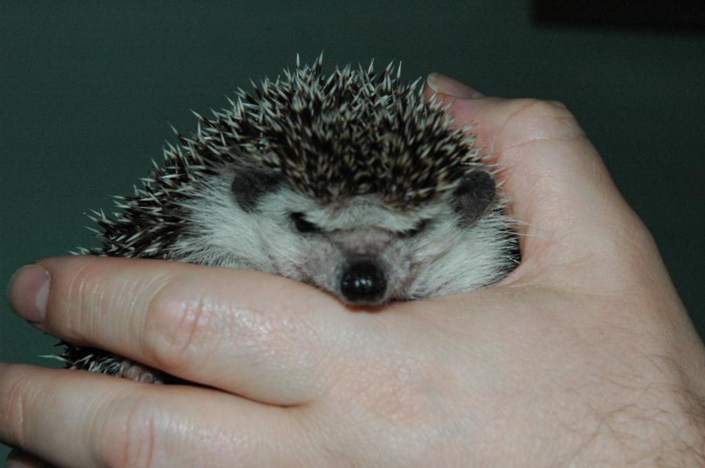 [Photo of Huff the Hedgepig]