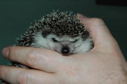 [Photo of Huff the Hedgepig]