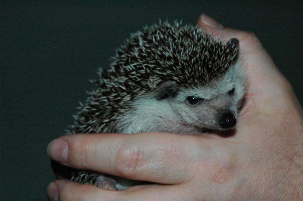 [Photo of Huff the Hedgepig]