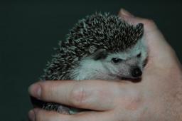 [Photo of Huff the Hedgepig]