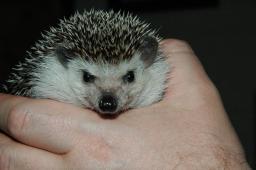 [Photo of Huff the Hedgepig]
