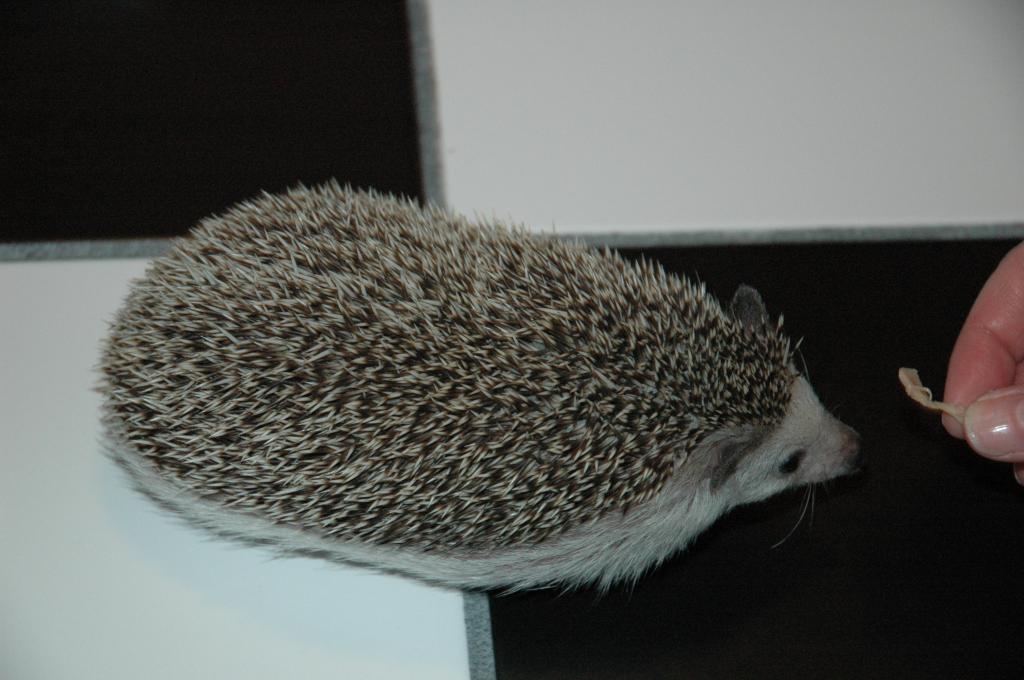 [Photo of Huff the Hedgepig]