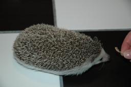 [Photo of Huff the Hedgepig]