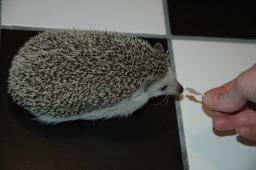 [Photo of Huff the Hedgepig]