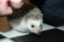 [Photo of Huff the Hedgepig]