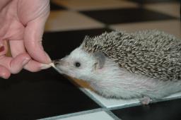 [Photo of Huff the Hedgepig]