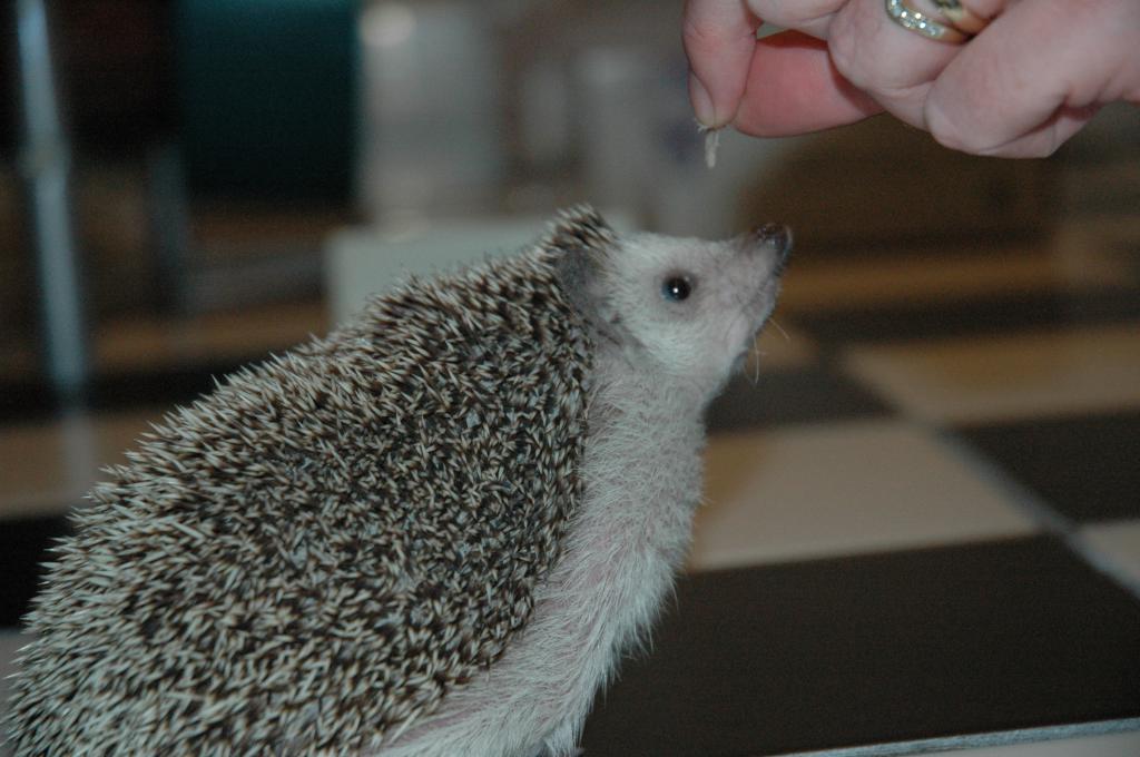 [Photo of Huff the Hedgepig]