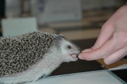 [Photo of Huff the Hedgepig]