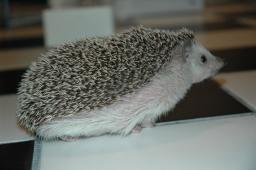 [Photo of Huff the Hedgepig]