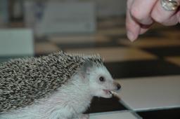 [Photo of Huff the Hedgepig]