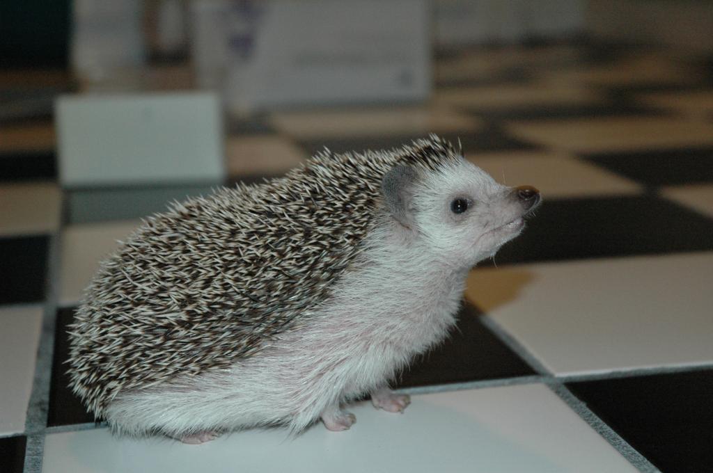 [Photo of Huff the Hedgepig]