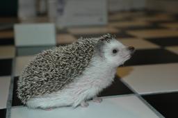 [Photo of Huff the Hedgepig]