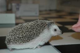 [Photo of Huff the Hedgepig]