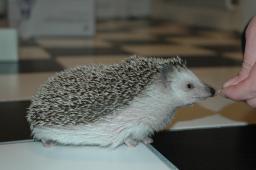 [Photo of Huff the Hedgepig]