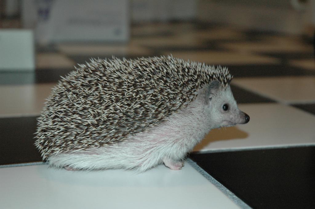 [Photo of Huff the Hedgepig]