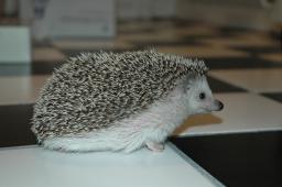 [Photo of Huff the Hedgepig]