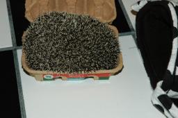 [Photo of Huff the Hedgepig]