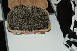 [Photo of Huff the Hedgepig]