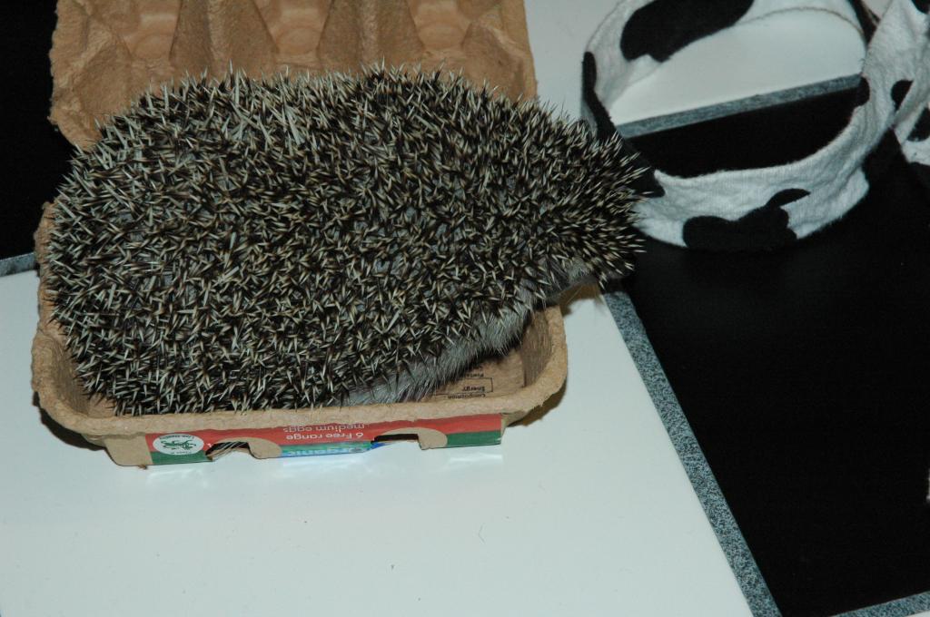[Photo of Huff the Hedgepig]