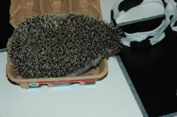 [Photo of Huff the Hedgepig]