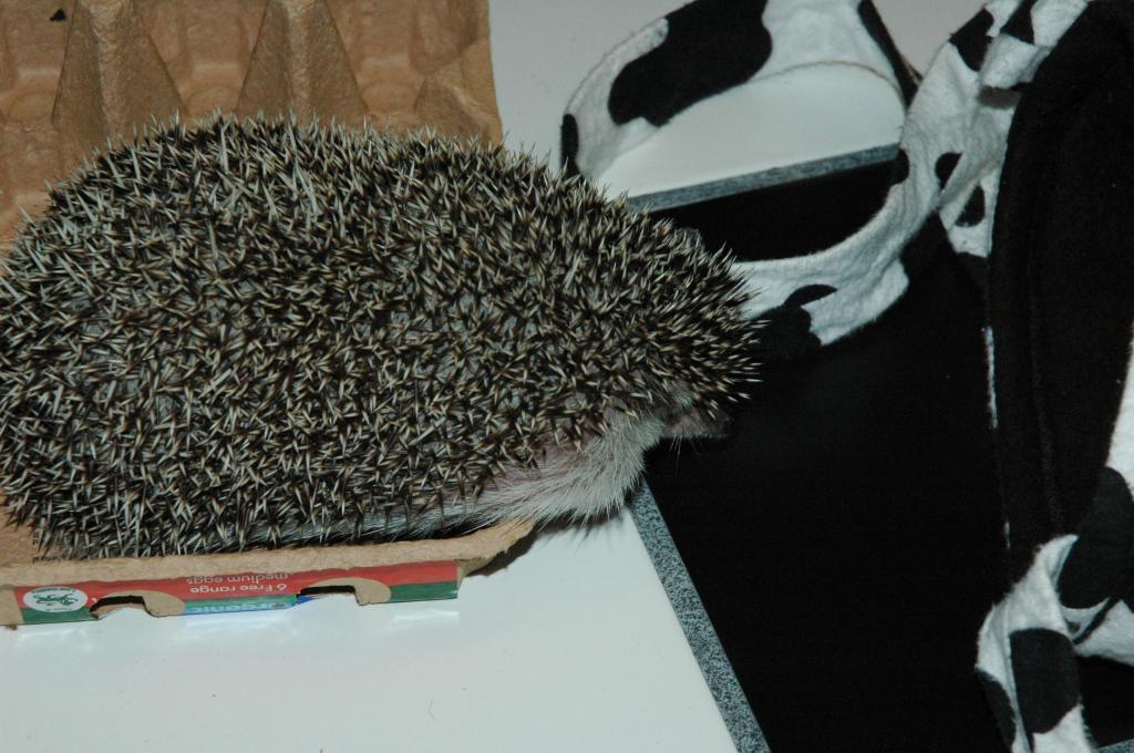 [Photo of Huff the Hedgepig]