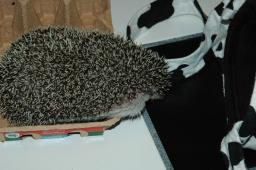 [Photo of Huff the Hedgepig]
