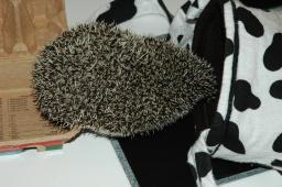 [Photo of Huff the Hedgepig]