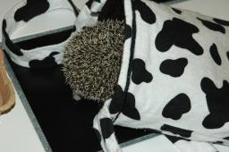 [Photo of Huff the Hedgepig]