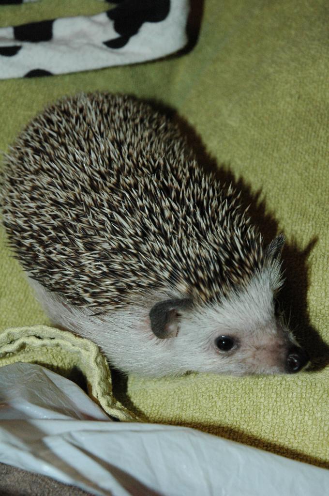 [Photo of Huff the Hedgepig]