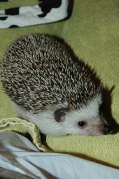 [Photo of Huff the Hedgepig]