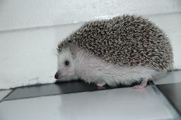 [Photo of Huff the Hedgepig]