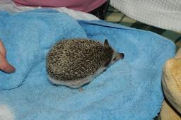 [Photo of Huff the Hedgepig]
