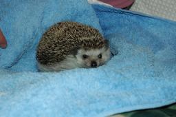 [Photo of Huff the Hedgepig]
