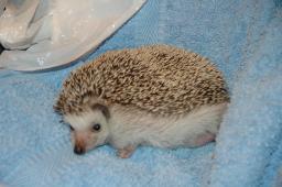 [Photo of Huff the Hedgepig]