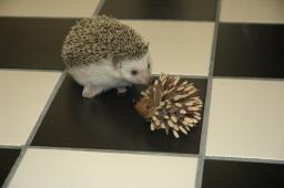[Photo of Huff the Hedgepig]