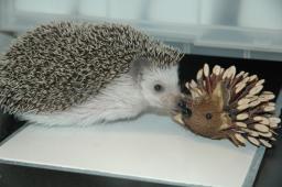 [Photo of Huff the Hedgepig]