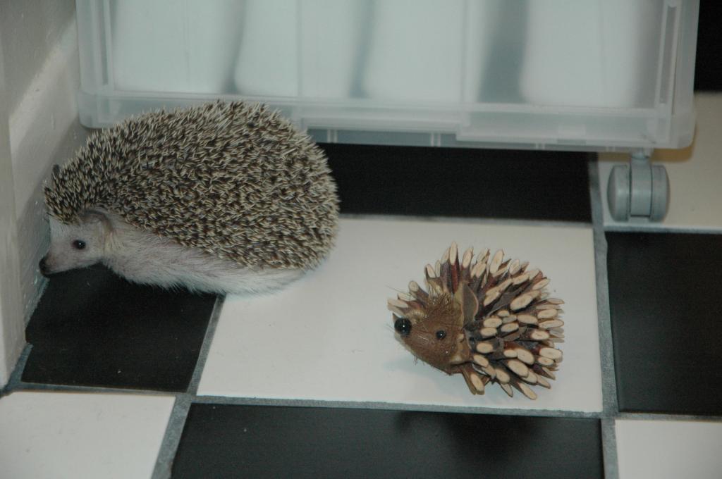 [Photo of Huff the Hedgepig]