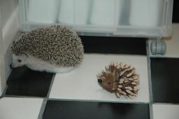 [Photo of Huff the Hedgepig]